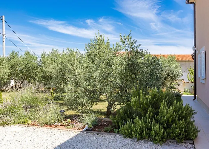 Javor By Istrabook Peruški